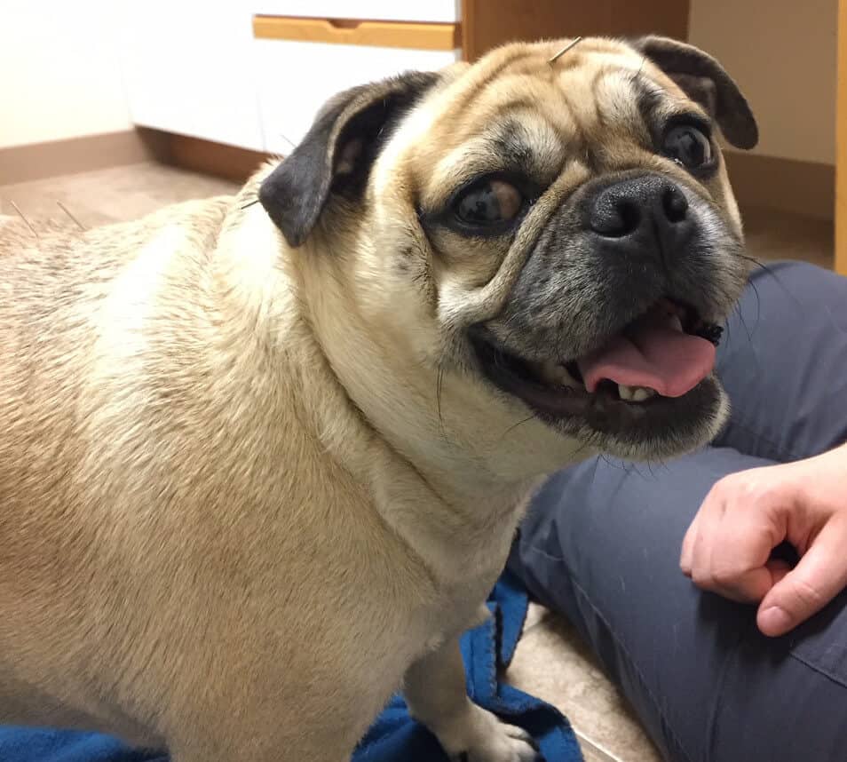 dog being examined