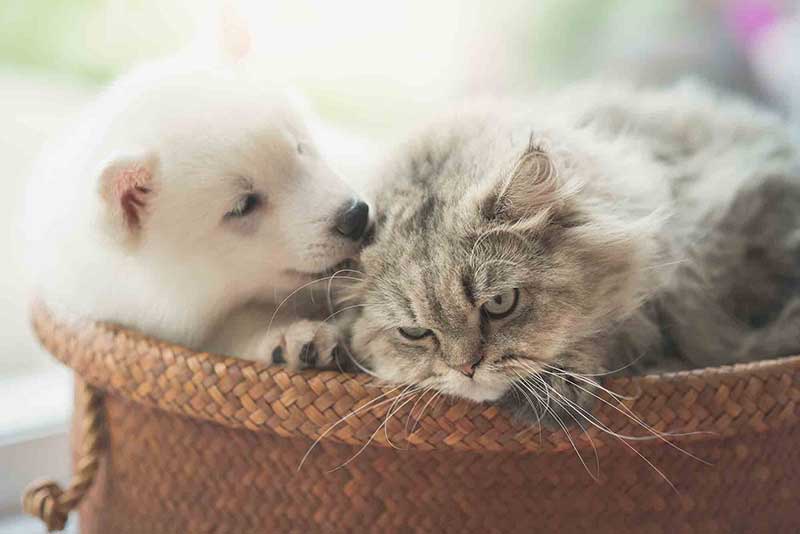 pets having fun